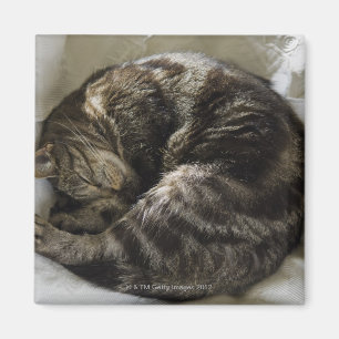 Aimant Chat de sommeil