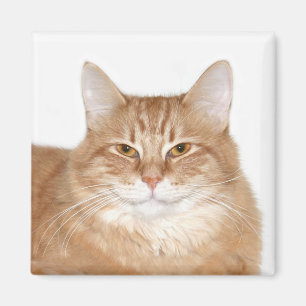 Aimant Chat de sourire suffisant
