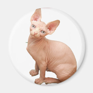 Aimant Chat de sphinx