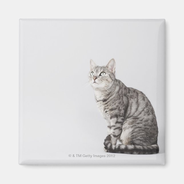 Aimant Chat en train de chercher (Devant)