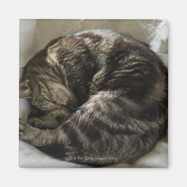 Aimant Chat endormi (Devant)