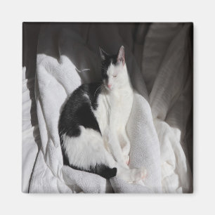 Aimant Chat endormi noir et blanc/Ajoutez la photo de vot
