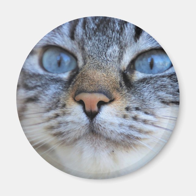 Aimant Chat gris (Devant)