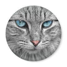 Chat gris avec yeux bleus