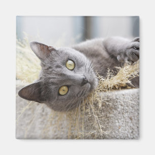 Aimant Chat gris se situant dans le pot, Olargues,