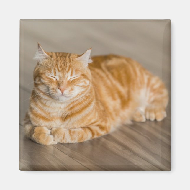 Aimant Chat Kitty Cute Orange (Devant)