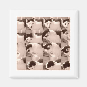 Aimant Chat Kitty vintage/Photo noir et blanc