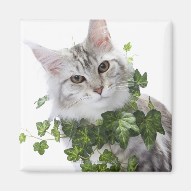 Aimant Chat Maine Coon et ornement de lierre (Devant)