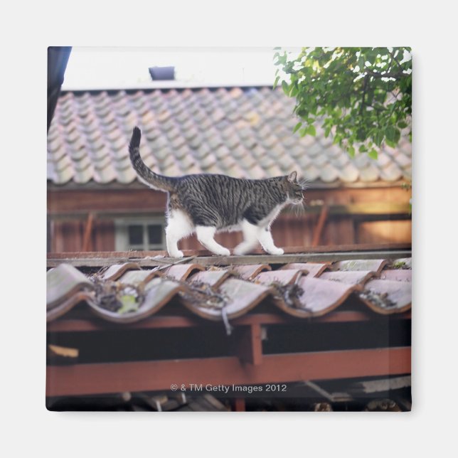 Aimant Chat marchant sur le toit d'une remise (Devant)