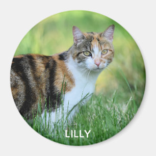 Aimant Chat marron et blanc
