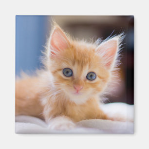 Aimant Chat mignon avec des yeux bleus