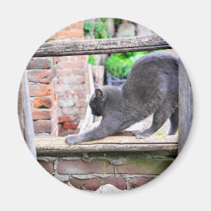 Aimant Chat mignon qui s'étire