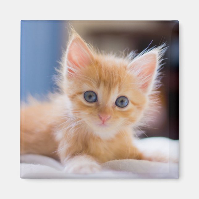 Aimant Chat mignonne aux yeux bleus (Devant)