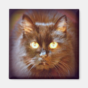 Aimant chat noir