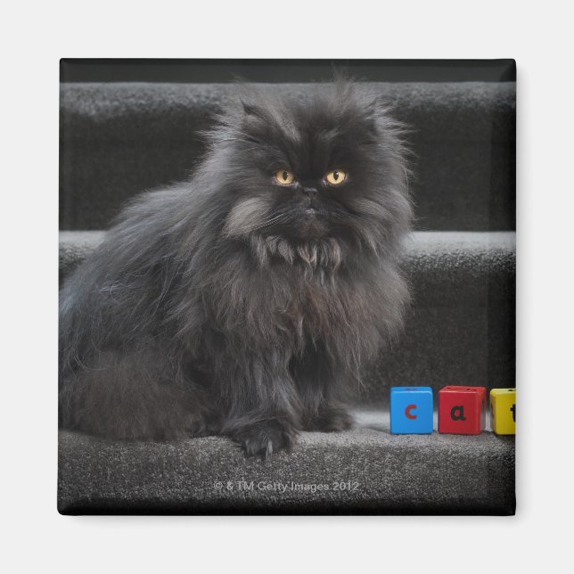 Aimant Chat noir assis sur les escaliers par des blocs de (Devant)