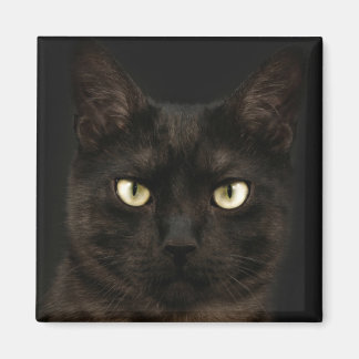 Aimant chat noir éffrayant