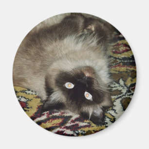 Aimant Chat pelucheux