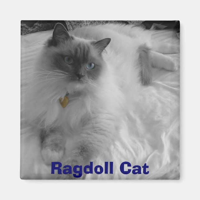 Aimant Chat Ragdoll (Devant)