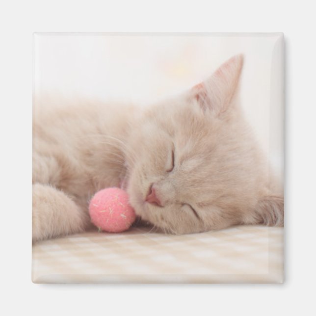 Aimant Chat Shorthair (Devant)