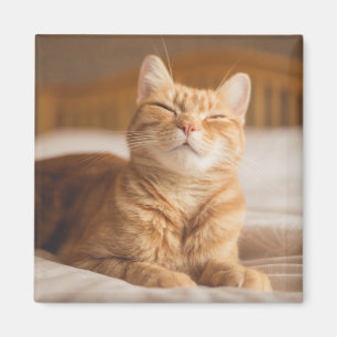 Aimant Chat somnolent des images   de Getty