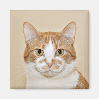 Aimant Chat souriant