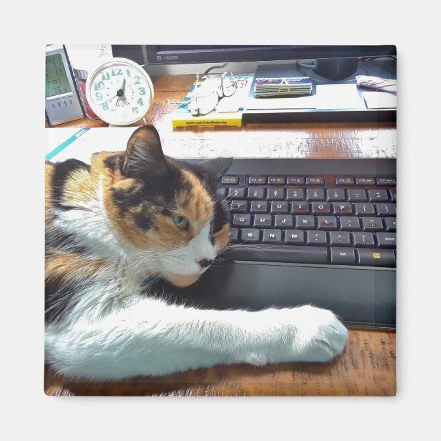 Aimant Chat sur l'aimant du clavier (Devant)