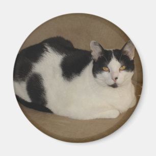 Aimant Chat Sur Un Canapé