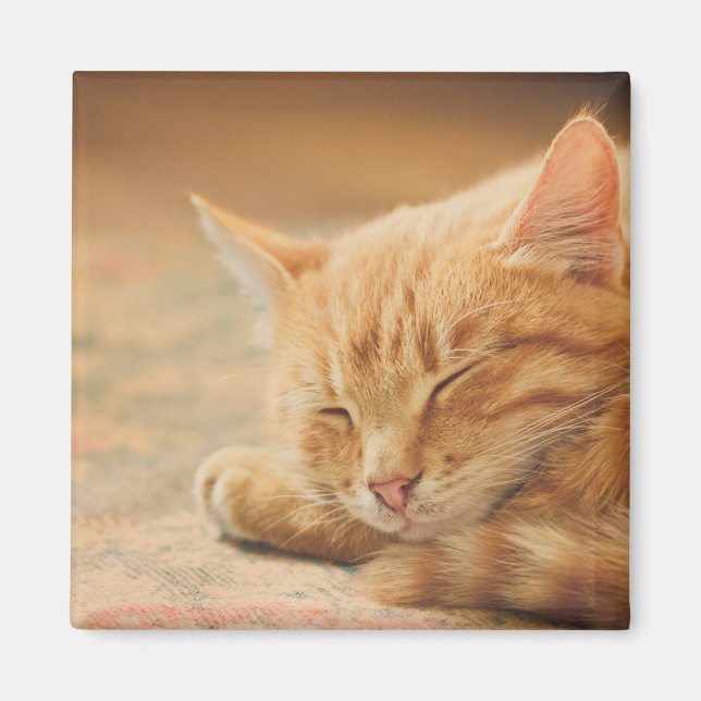 Aimant Chat Tabby Orange Dormant (Devant)