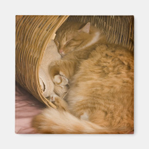 Aimant Chat tigré orange dormant dans un panier