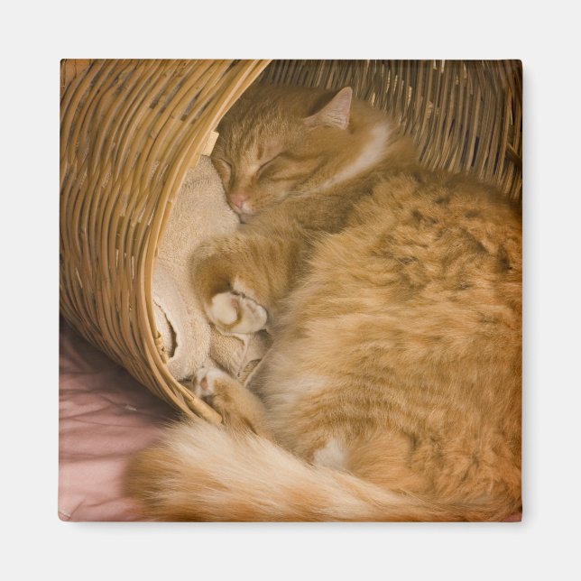 Aimant Chat tigré orange dormant dans un panier (Devant)