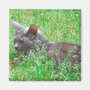 Aimant Chat Tortie gris