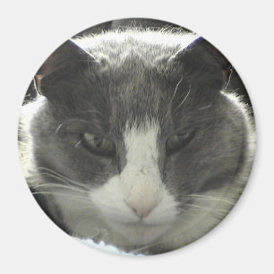 Aimant Chat Twiggy