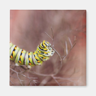 Aimant Chaterpillar très affamé