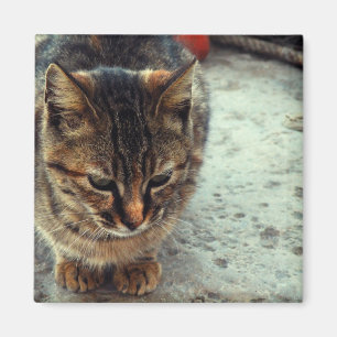 Aimant Chaton