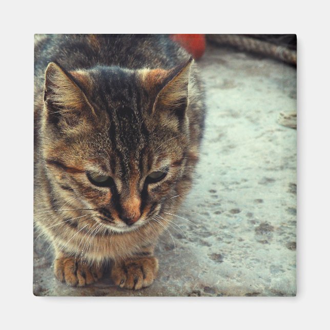 Aimant Chaton (Devant)