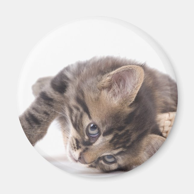 Aimant chaton (Devant)