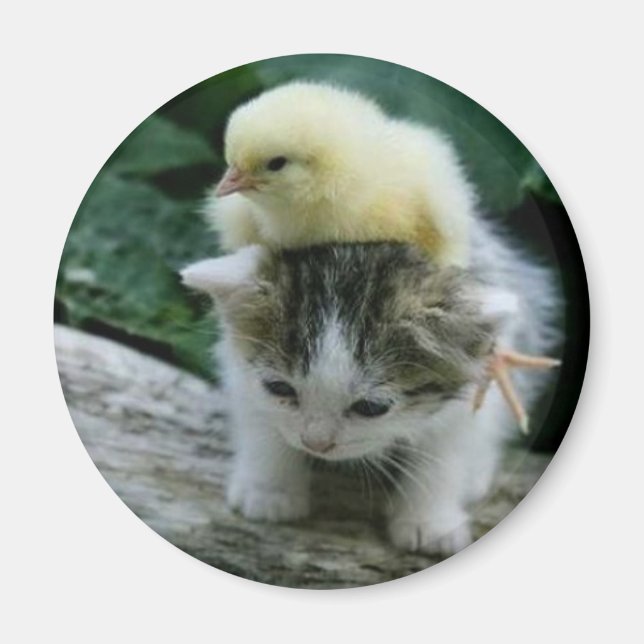 Aimant chaton (Devant)