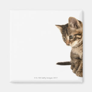 Aimant Chaton 2