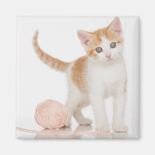 Aimant Chaton à côté de boule de ficelle