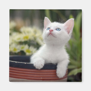 Aimant Chaton blanc turc