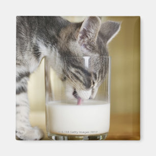 Aimant Chaton boit du lait de verre