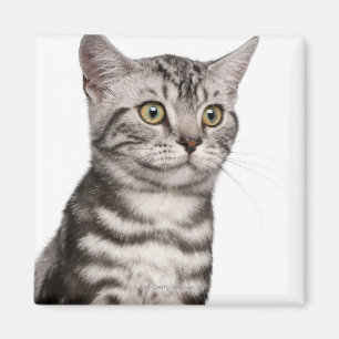 Aimant Chaton britannique de Shorthair (4 mois)
