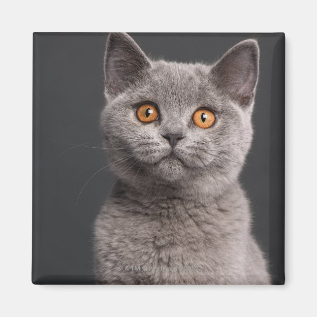 Aimant chaton britannique Shorthair (3 mois) (Devant)