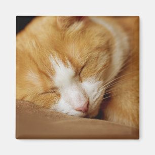 Aimant Chaton couchant
