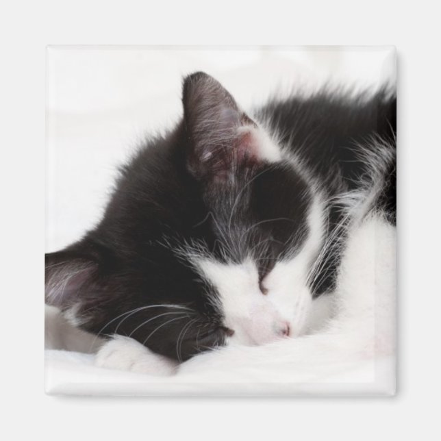 Aimant Chaton couchant (Devant)