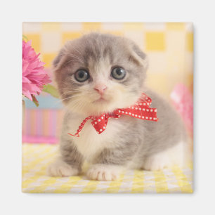 Aimant Chaton de Munchkin