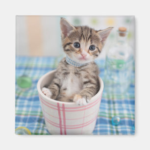 Aimant Chaton de Munchkin avec le joli ruban