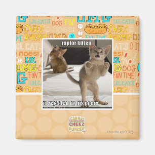 Aimant Chaton de Raptor