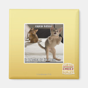 Aimant Chaton de Raptor