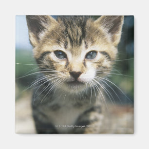Aimant Chaton dehors